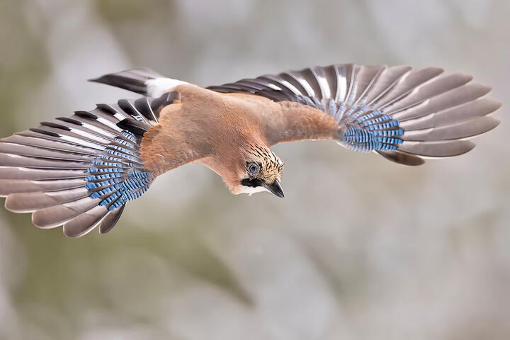 Naturfotograf Kai Jensen